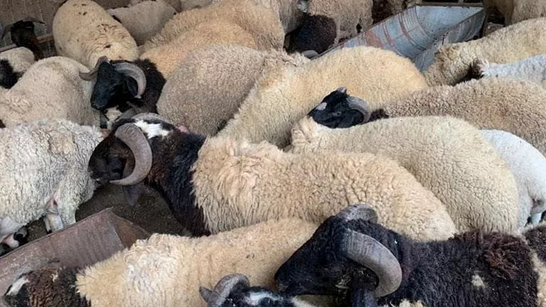 تفاصيل : هل يجوز الأكل من العقيقة أم تُخرج كلها لله؟.. أمين الفتوى يجيب 1 2023 6 12 21 34 2 254.webp