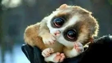 2025 12 13 9 47 5 877.webp