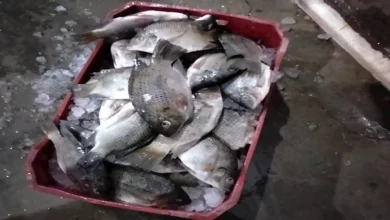 2025 12 22 11 18 14 565.webp