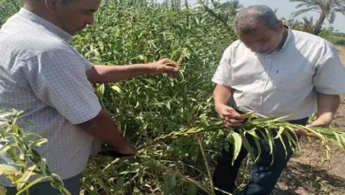 2025 12 29 12 50 8 530.webp