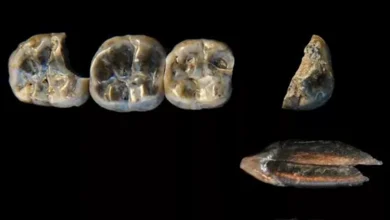 2025 12 29 13 34 35 707.webp