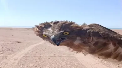 2025 12 29 16 22 55 434.webp