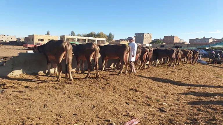 2025 12 30 17 0 16 278.webp