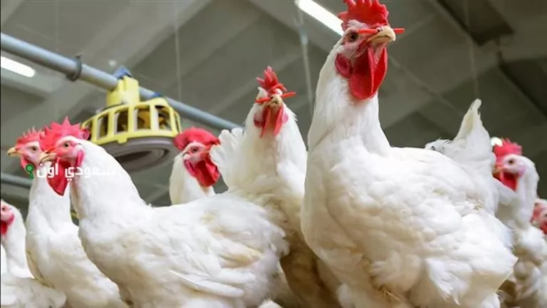تفاصيل : اتحاد منتجي الدواجن ينفي اتهامات الاحتكار والتلاعب بالأسعار 1 2025 6 25 10 14 45 391.webp