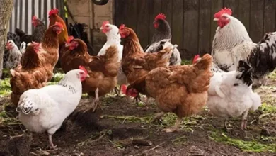 2025 8 11 10 17 37 7.webp