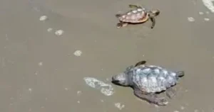 فى مشهد بيئى يعكس إلتزام مصر بالحفاظ على التنوع البيولوجى، تستمر محمية أشتوم الجميل بمحافظة بورسعيد، فى الحفاظ على السلاحف البحرية.