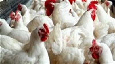 عاجل : أسعار الفراخ البيضاء اليوم في محافظات الصعيد.. مفاجأة للمواطنين قبل رمضان 1 1770864844 426