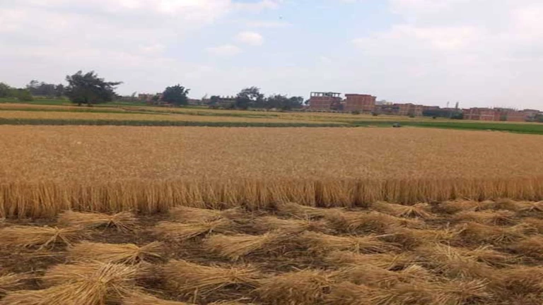 2025 5 16 15 19 25 261.webp