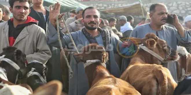 ارتفاع أسعار الأضاحي يسبق الزبائن إلى الأسواق.. والركود سيد الموقف
