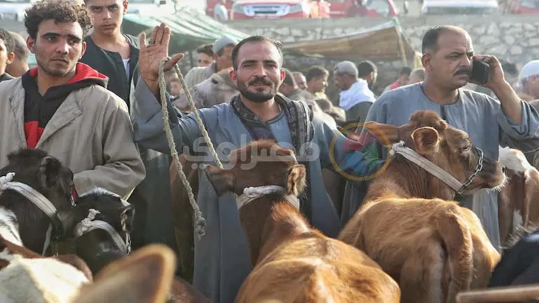 ارتفاع أسعار الأضاحي يسبق الزبائن إلى الأسواق.. والركود سيد الموقف