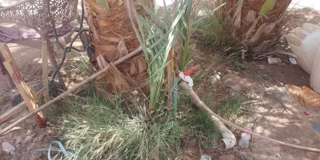 الوادي الجديد تحذر من استخدام مياه الشرب في ري الزراعات