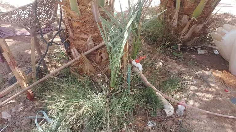 الوادي الجديد تحذر من استخدام مياه الشرب في ري الزراعات