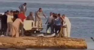 بعد ظهورها بالبحر الأحمر.. مصدر يكشف تفاصيل اصطياد سمكة القرش