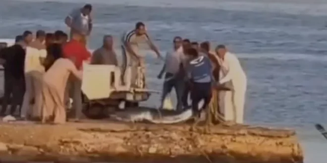 بعد ظهورها بالبحر الأحمر.. مصدر يكشف تفاصيل اصطياد سمكة القرش