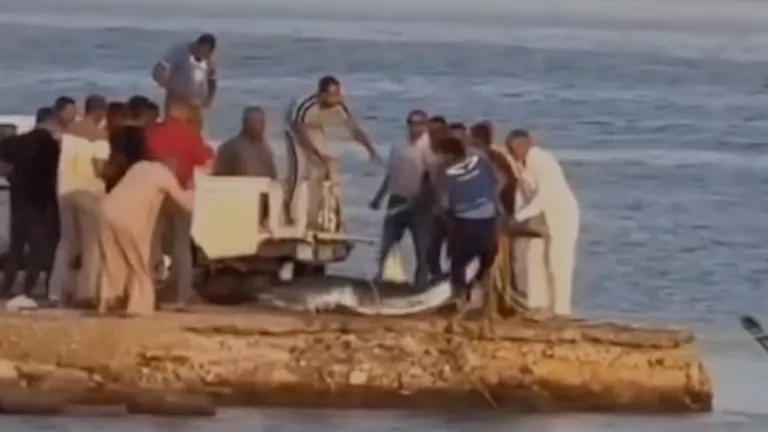 بعد ظهورها بالبحر الأحمر.. مصدر يكشف تفاصيل اصطياد سمكة القرش
