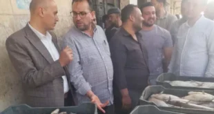 حملة تموين تضبط 1500 كيلو أسماك بوري فاسدة داخل بورصة كفر الشيخ