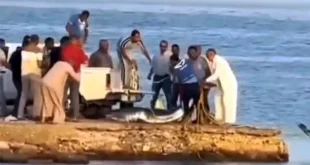 خبير بمعهد علوم البحار يحدد نوع قرش القصير