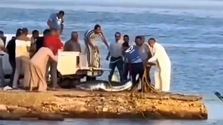 خبير بمعهد علوم البحار يحدد نوع قرش القصير