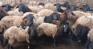 كيف تختار أضحيتك قبل العيد؟.. مربو الماشية بالمنيا يقدمون النصائح