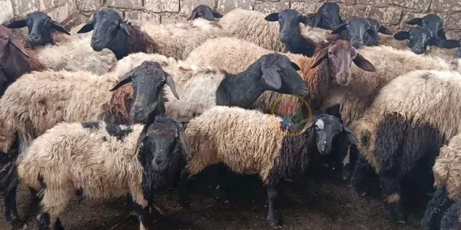 كيف تختار أضحيتك قبل العيد؟.. مربو الماشية بالمنيا يقدمون النصائح