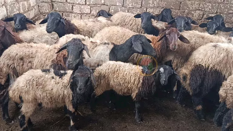 كيف تختار أضحيتك قبل العيد؟.. مربو الماشية بالمنيا يقدمون النصائح