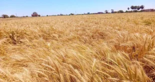 محافظ الإسكندرية يتابع توريد القمح ويحضر "عيد الحصاد" ببرج العرب