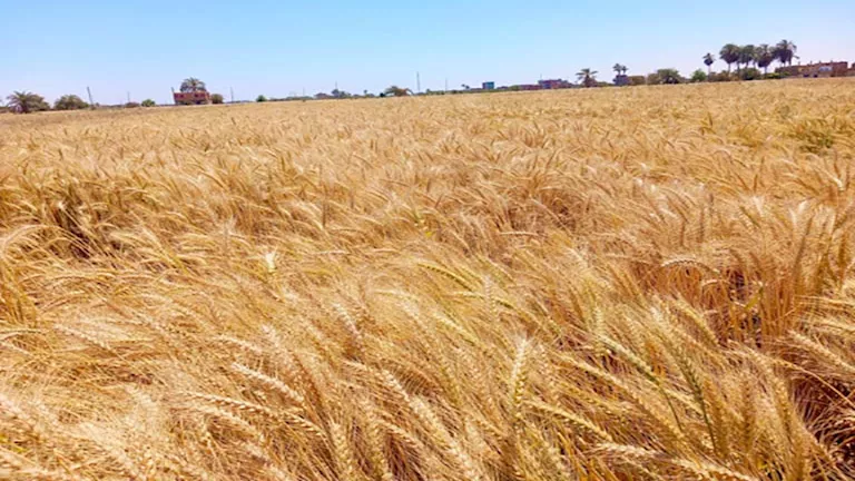 محافظ الإسكندرية يتابع توريد القمح ويحضر "عيد الحصاد" ببرج العرب
