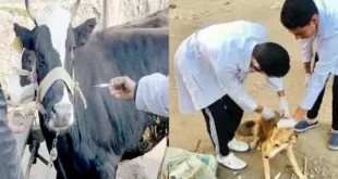 محافظة الجيزة: تحصين 170 ألف رأس ماشية