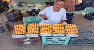 "مشمش العمار" في خطر.. ذبابة تُهدد الموسم الزراعي بالقليوبية (فيديو و