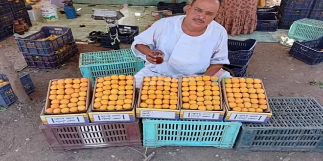 "مشمش العمار" في خطر.. ذبابة تُهدد الموسم الزراعي بالقليوبية (فيديو و