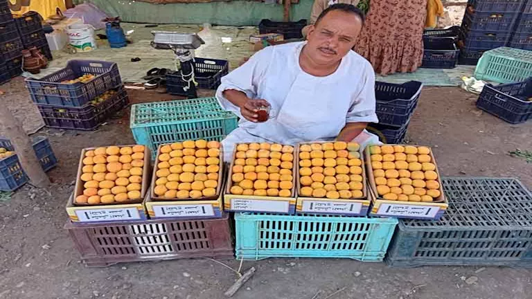 "مشمش العمار" في خطر.. ذبابة تُهدد الموسم الزراعي بالقليوبية (فيديو و