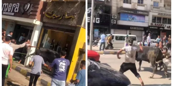 هروب عجل فى بني سويف واقتحامه محل ملابس