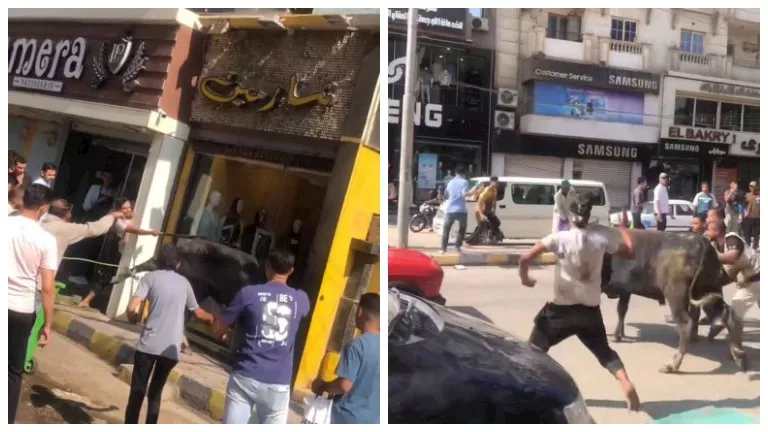 هروب عجل فى بني سويف واقتحامه محل ملابس