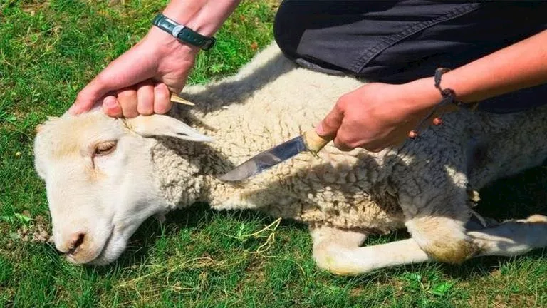 هل يجوز تقديم قيمة الأضحية نقدًا للفقراء والمساكين؟.. الأزهر للفتوى يح