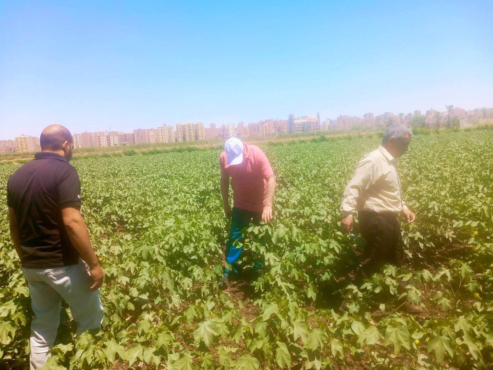 محافظ أسيوط: دعم المزارعين ومتابعة المحاصيل الصيفية لزيادة الإنتاج | ضي النهار FB IMG 1780338111496
