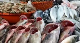 أسعار الأسماك والمأكولات البحرية في سوق العبور اليوم 18-6-2026