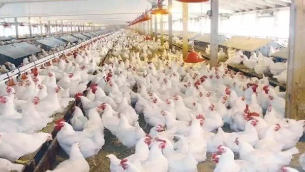 استمرار الخسائر قد يشعل الأسعار خلال الأشهر المقبلة
