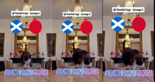 القط العراف يتوقع مباراة المغرب وإسكتلندا في كأس العالم