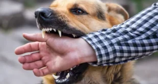 بالأسماء.. كلب مسعور يعقر رجلًا و8 أطفال بأسوان
