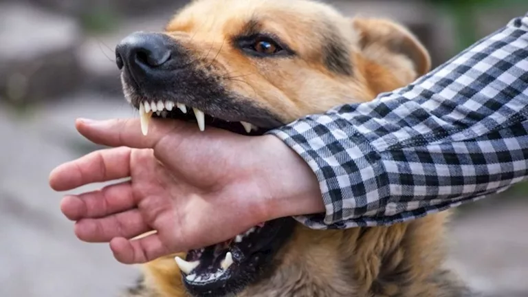 بالأسماء.. كلب مسعور يعقر رجلًا و8 أطفال بأسوان