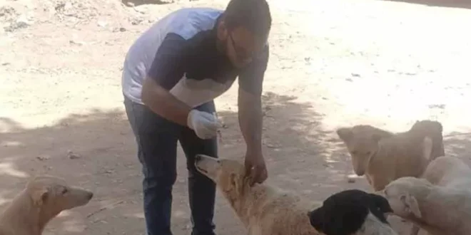 بالصور- حملات مكثفة لتحصين كلاب الشوارع ضد السعار في أسوان