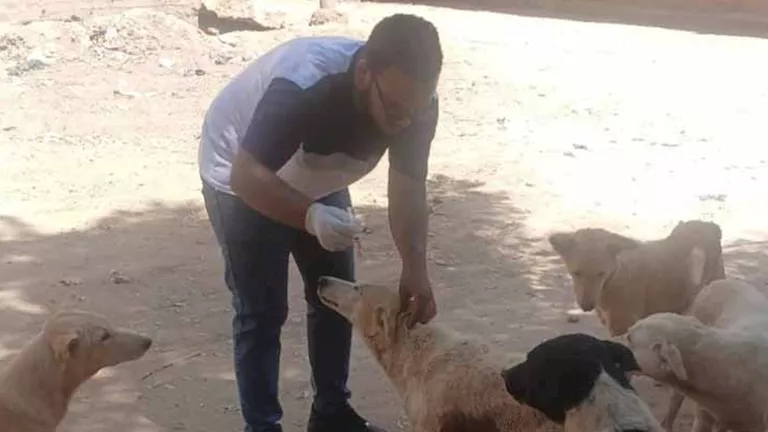 بالصور- حملات مكثفة لتحصين كلاب الشوارع ضد السعار في أسوان