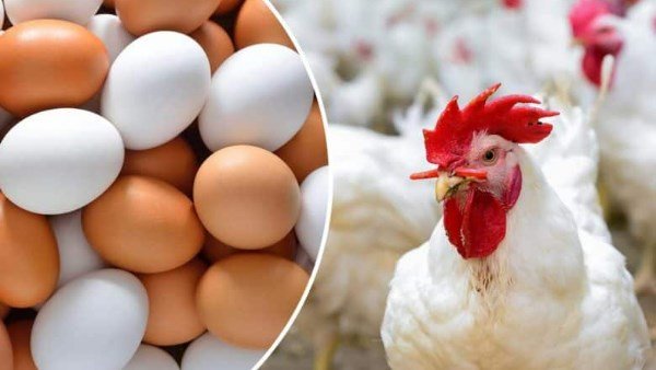 تغيرات مفاجئة فى أسعار الدواجن والبيض بالأسواق الآن.. وهذا ثمن البانيه