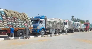 توريد 348 ألف طن قمح إلى صوامع وشون بني سويف