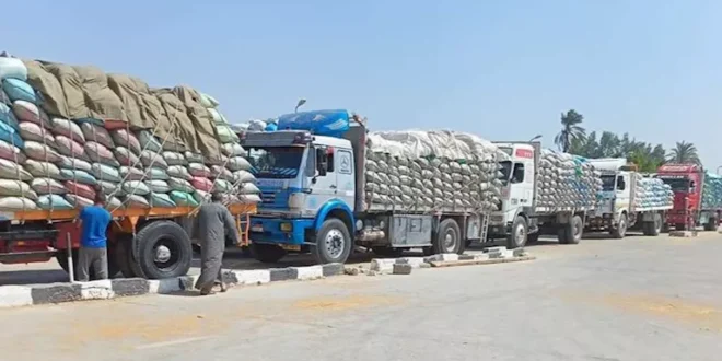 توريد 348 ألف طن قمح إلى صوامع وشون بني سويف