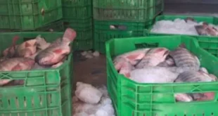 حقيقة ظهور بكتيريا قاتلة في أسماك البلطي بدمياط.. ماذا حدث؟