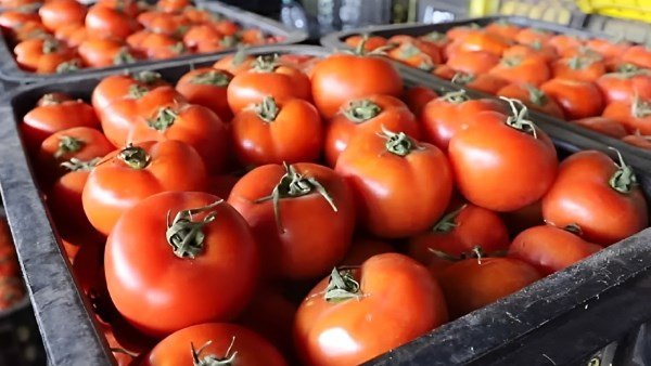 لماذا ارتفعت أسعار الطماطم مجددًا بعد العيد؟.. نقيب الفلاحين يجيب