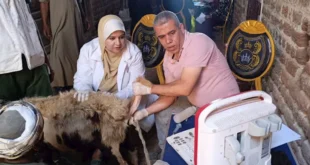 مديرية الطب البيطري بأسيوط تسلم 128 رأس أغنام لـ64 أسرة بكومبوها (صور)