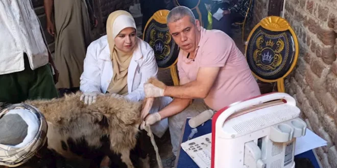 مديرية الطب البيطري بأسيوط تسلم 128 رأس أغنام لـ64 أسرة بكومبوها (صور)