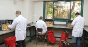 مراقبة إنتاج وتصدير البطاطس| فحص 970 ألف طن ورفع كفاءة نظم المتابعة بالأقمار الصناعية